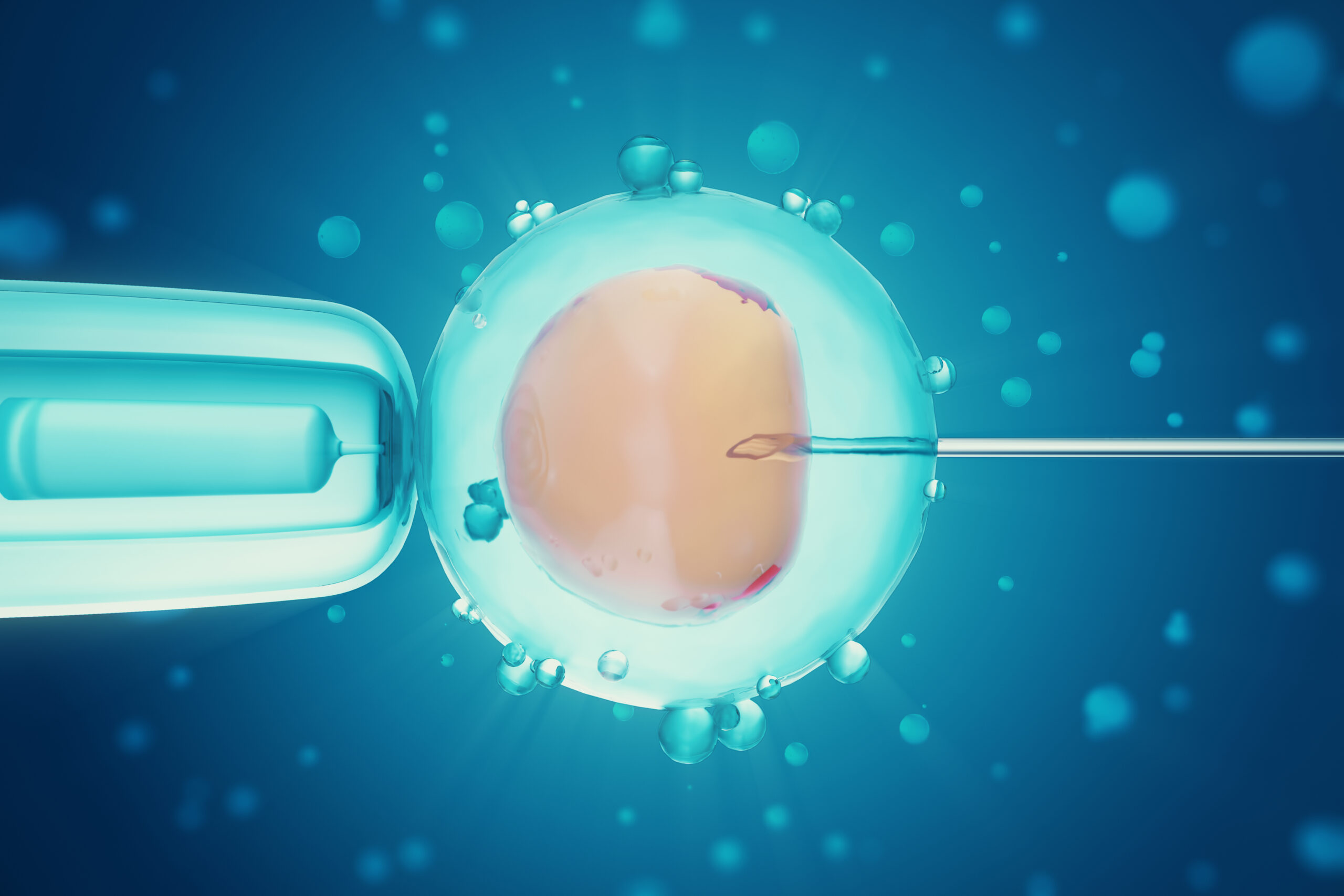 embryo transfer